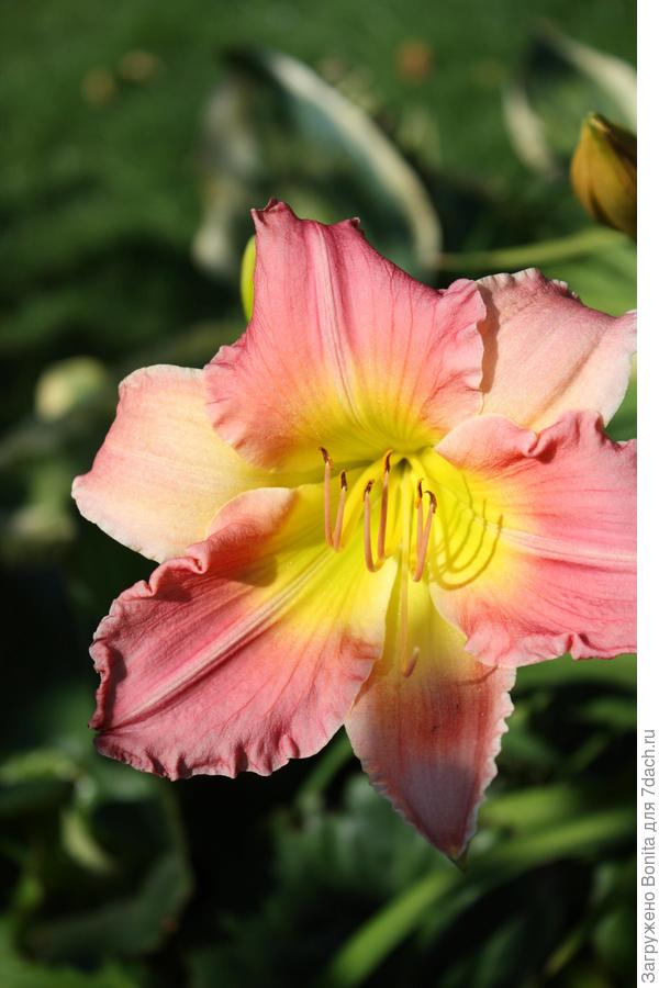 У него сложный цвет, он разный