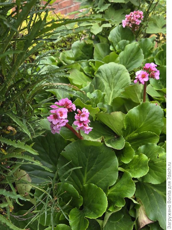 Даже бадан вторично зацвел