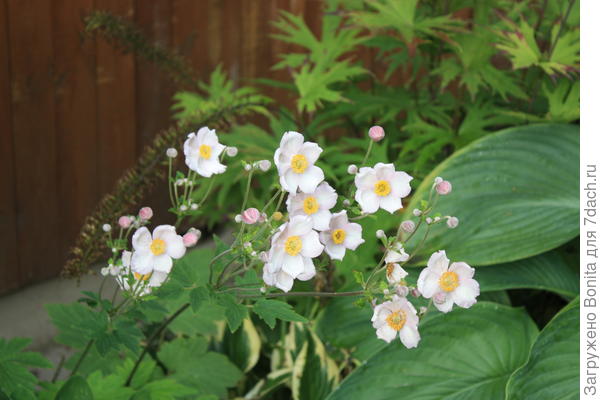 2023г. На новом месте среди хост, процвела