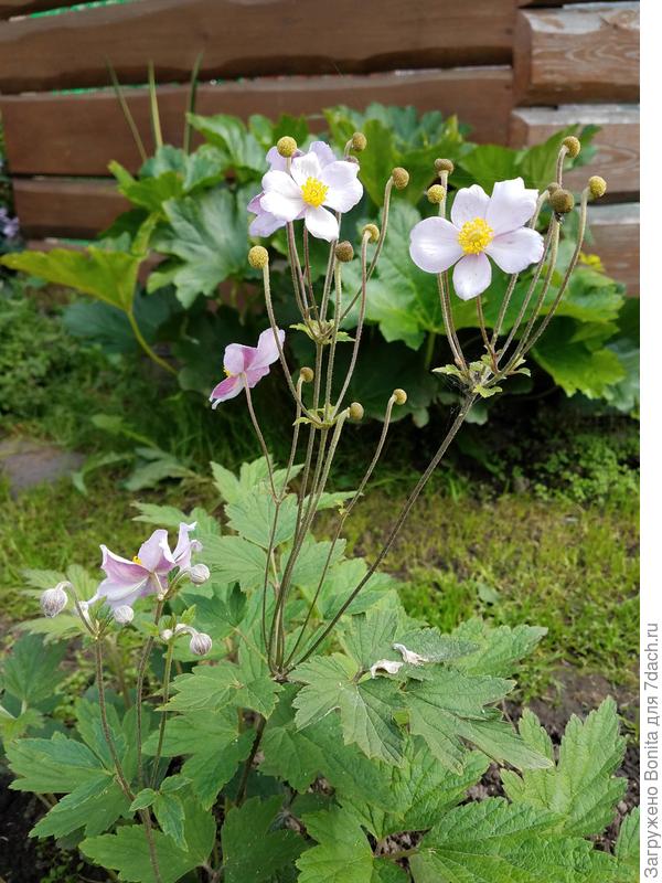 2017г. первое цветение