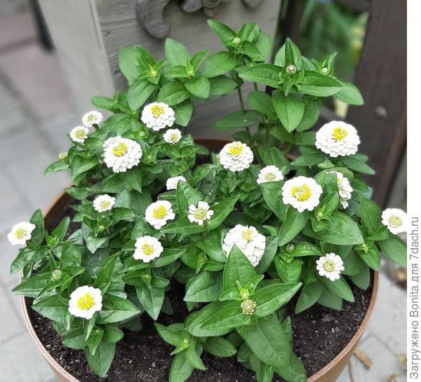 А эти выращивала раньше