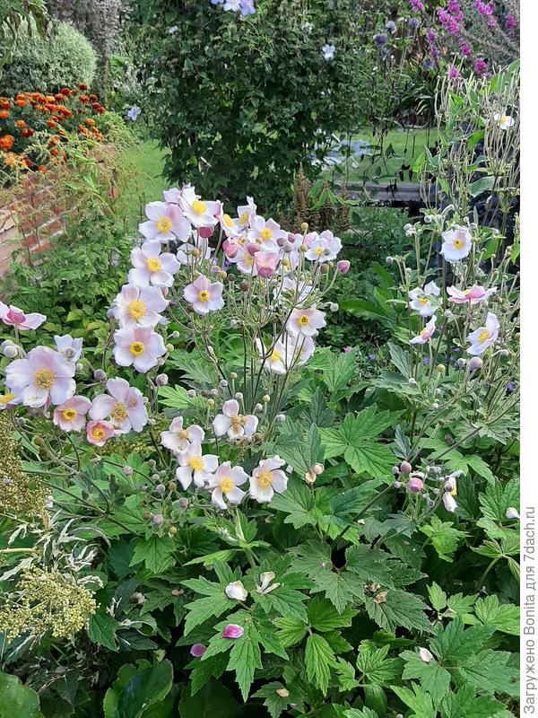 2020г. лабазник виден слева внизу