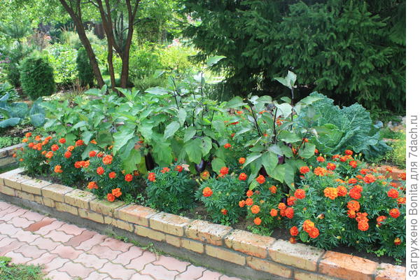 Тут ряд баклажан, перед ним бархатцы