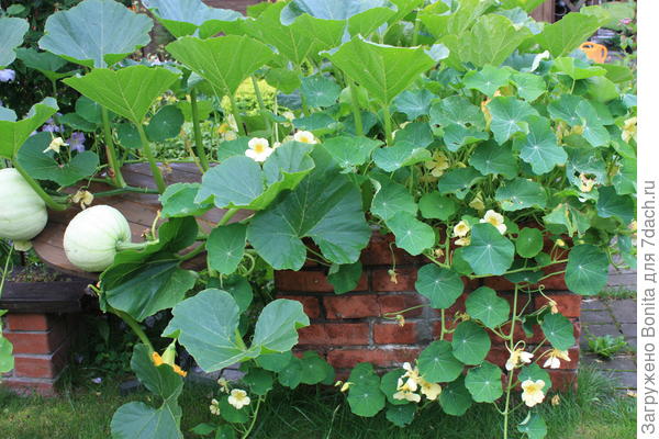 Тут грядка с тыквой, а кней подсажена настурция