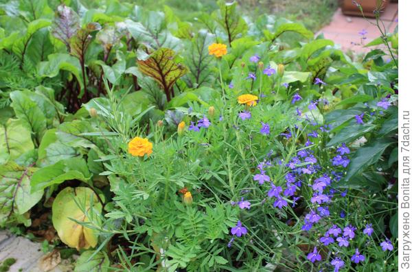 Здесь грядка со свеклой, в торце бархатцы и оставался кустик лобелии