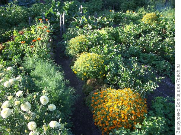 Здесь слева по краю растет укроп, за ним тагетис, дальше календула. Справа по краю бархатцы тонколистные, за ними петрушка листовая и сельдерей2 сорта