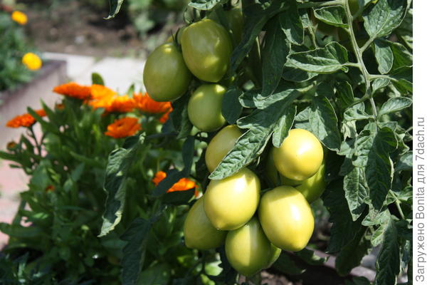 Здесь календула в торце грядки с помидорами