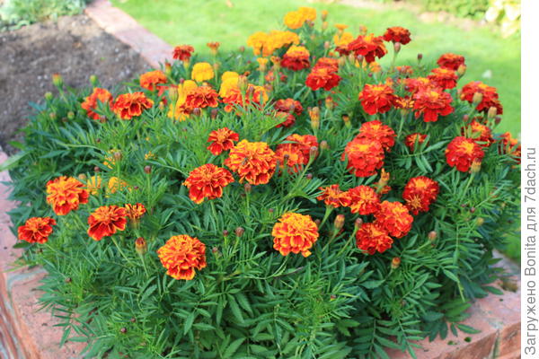 22 сентября. Здесь уже что-то убрано с грядки, а смесь бархатцев во всей красе