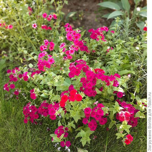 Тут два цвета - более красный и вишневый