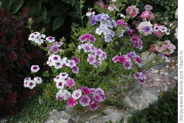 Тут смесь расцветок