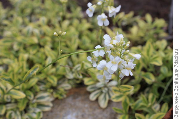 Цветы крупно