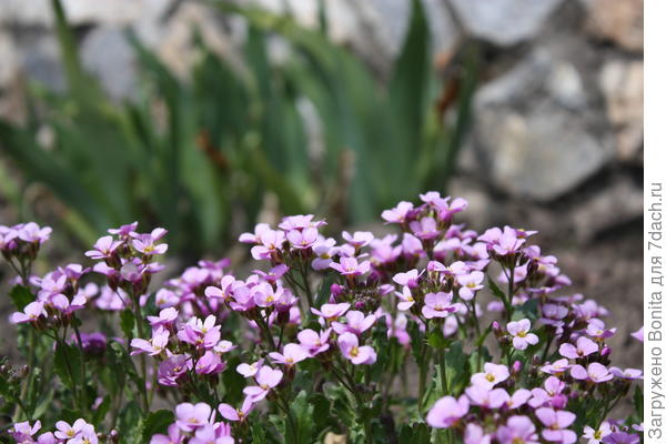 Арабис розовый