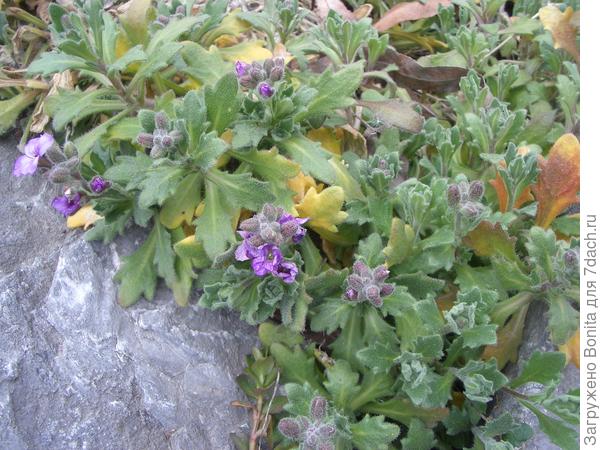 Арабис не требует обрезки на зиму. И даже весной не требуется чистить кустики, новая листва быстро нарастает и скрывает старую листву