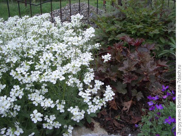Цветочки у него довольно крупные