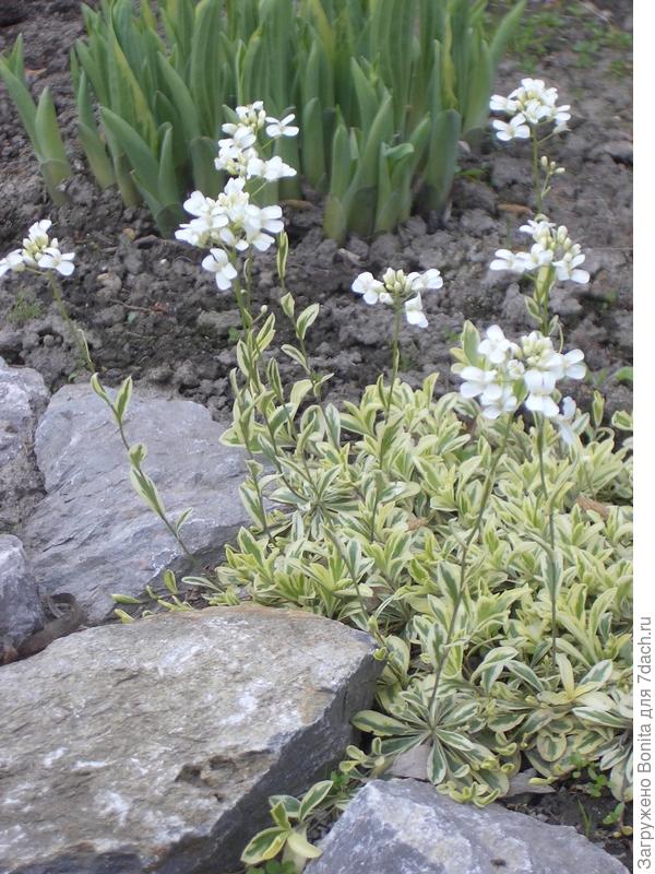 Арабис Фердинанда Old Gold