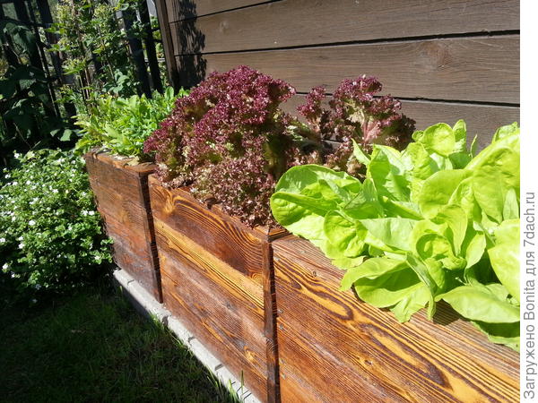 Контейнерный огород