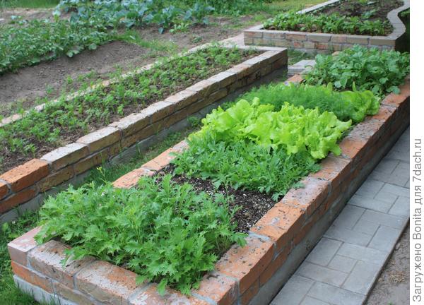 Тут разная зеленушка