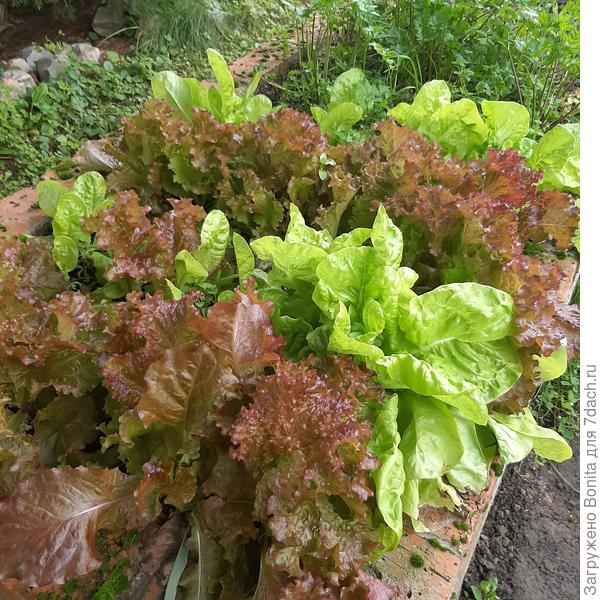 "Веселые" грядки))