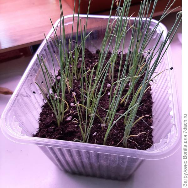 Подсыпано немного земли