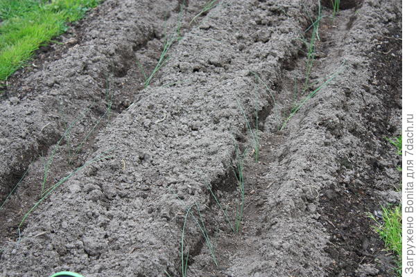 Вот так выглядит грядка после высадки рассады лука-порея. Видно, что перышки не обрезаны.