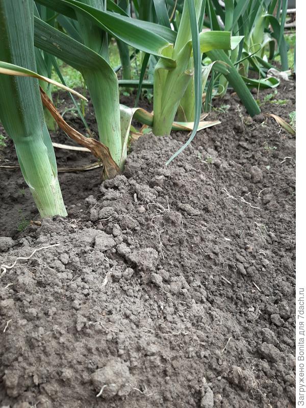 Тут уже несколько раз окученный