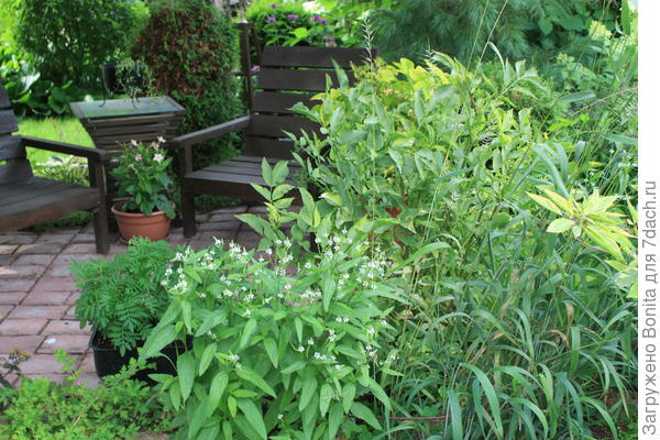 Вот здесь первый год жизни белой вербены, можно понять, какой она высоты и как процвела