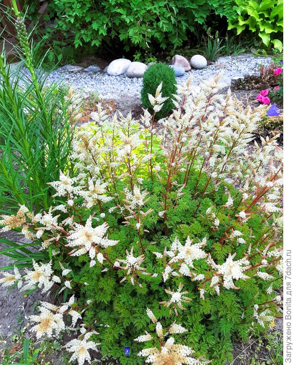 Волжанка кокорышелистная