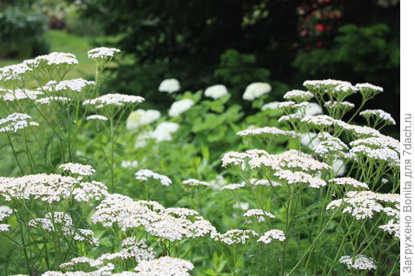 Лучше фото не нашла