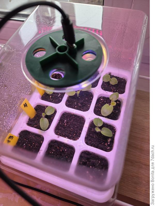 Пеларгонии взошли не полностью. У двух сортов пока из Зх семечек по два. Под N13 - ряд дихондры серебристой из своих семян, пока всходов нет