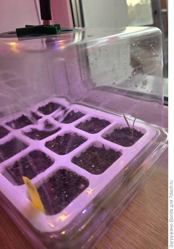 Тут в ближнем ряду дихондра зеленая, один всход в крайней ячейке