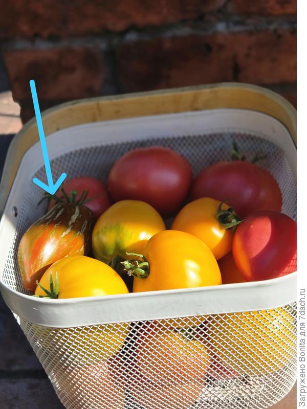 Вот видна одна из помидорок с царапинами