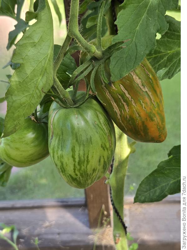 Первая кисть, у плода справа уже наметились царапины