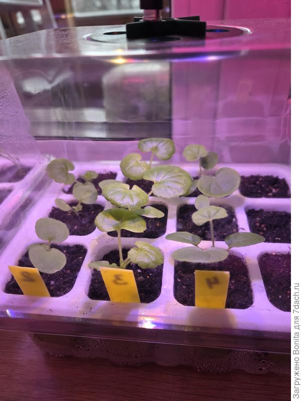 Пеларгонии завтра планирую уже переместить в горшочки, а на освободившееся место посею колеусы.