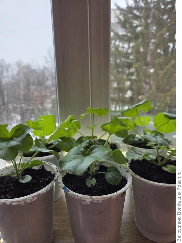 Вчера определила в большие стаканчики.