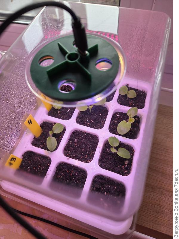 26 февраля, один отстал (нометр 13 - это дихондра из своих семян, не взошли)