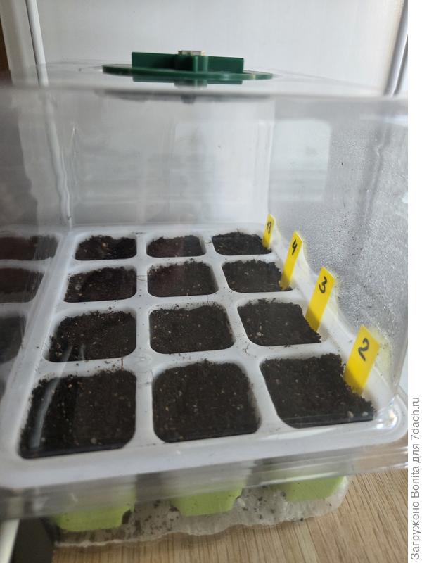 Посев 17 февраля