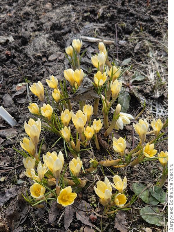 Крокус ботанический Романс