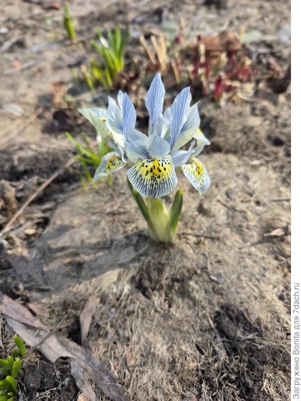 Ирис сетчатый Катарина Ходжкин
