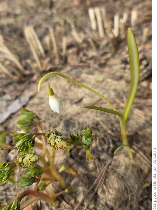 Одинокий подснежник
