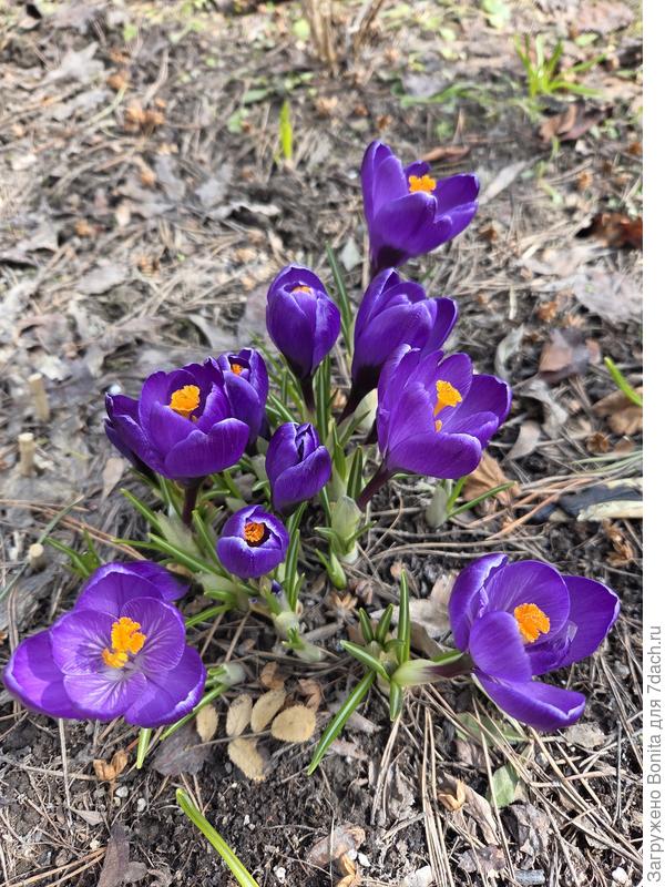 Крокус крупноцветковый Флауэр Рекорд