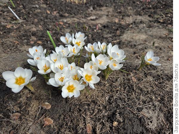 Крокус ботанический Ард Шенк