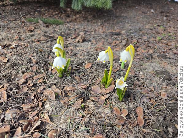 Белоцветник весенний один из первых