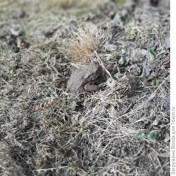 Вот жабка выбирается из норки