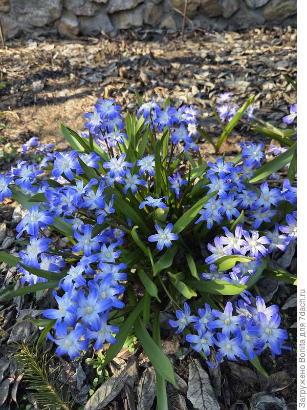 Хионадокса Blue Giant