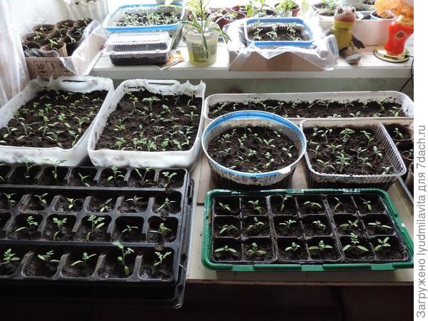 первая пикировка томатов