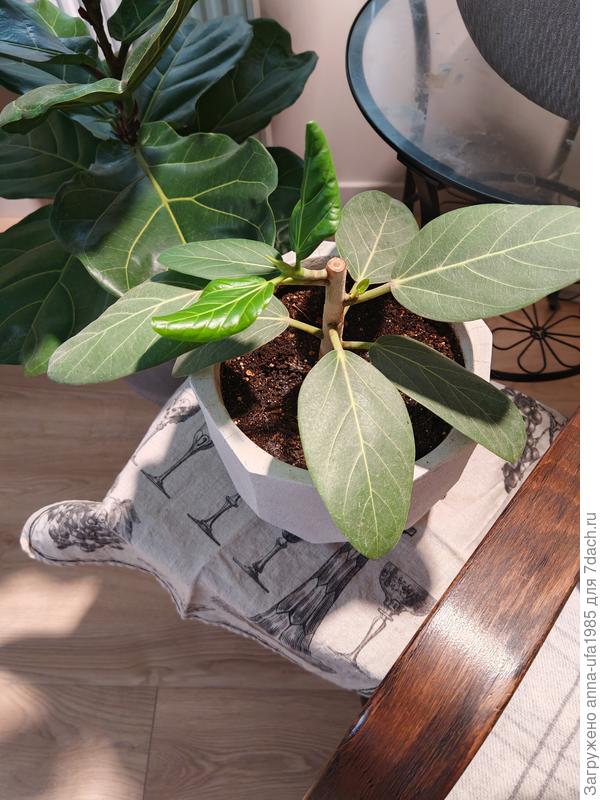 Мой микробаньян