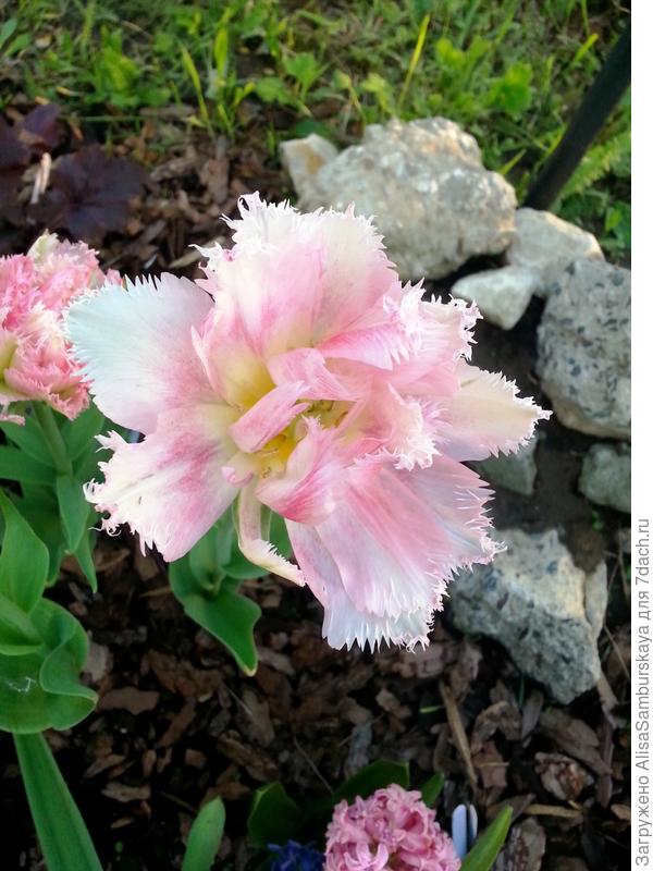 и это тоже тюльпан!