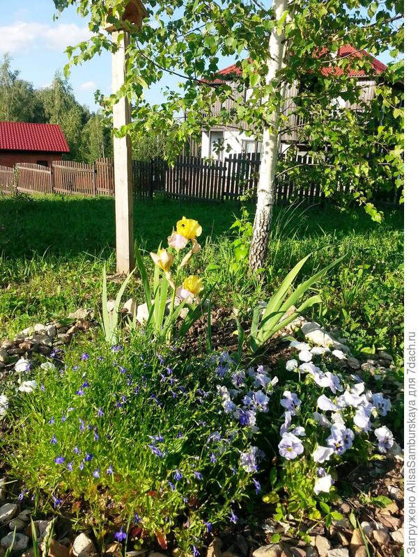 клумба в июне