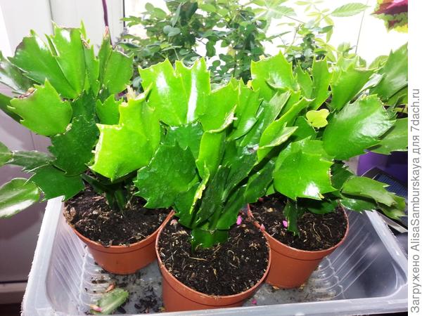 декабристы