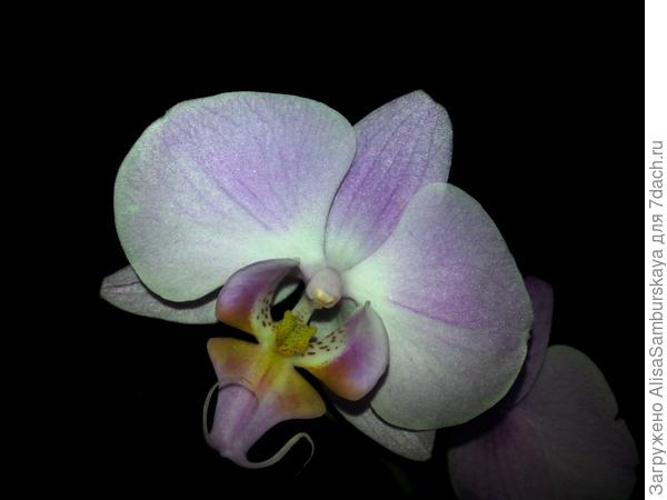 фаленопсис